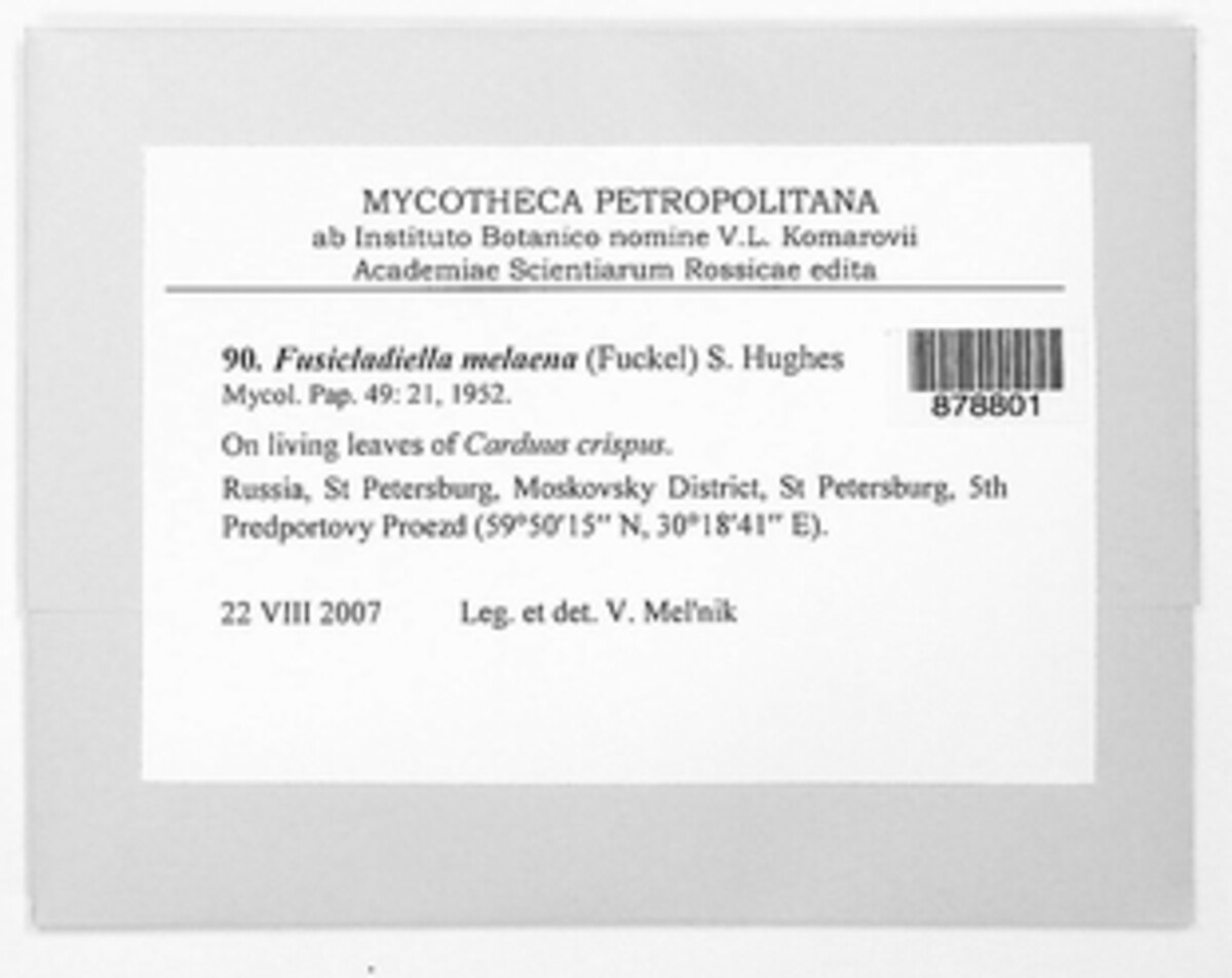 Fusicladiella melaena image